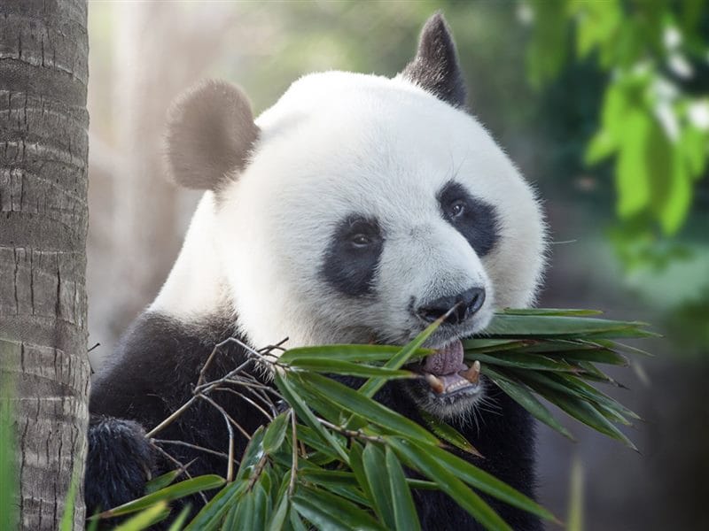 Картинки панды на аву (100 фото) #73