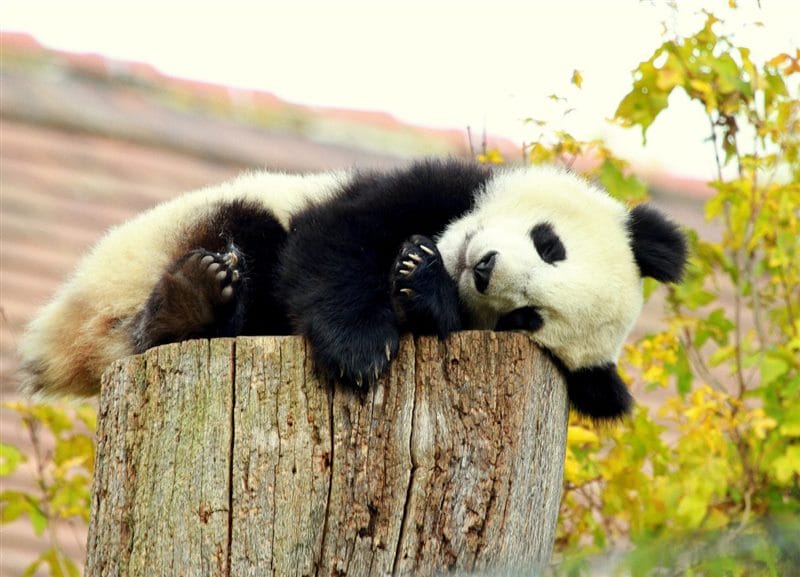 Картинки панды на аву (100 фото) #58