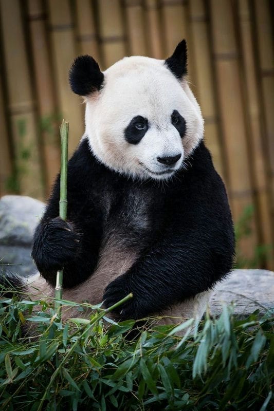Картинки панды на аву (100 фото) #94