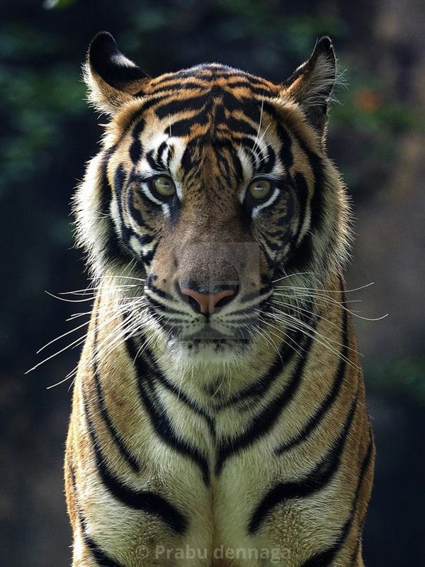 Картинки тигра на аву (100 фото) #56