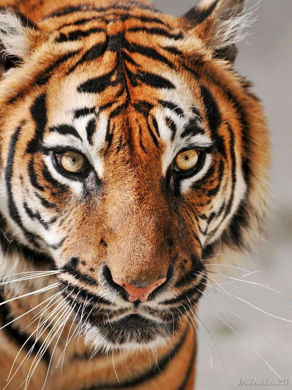 Картинки тигра на аву (100 фото) #62