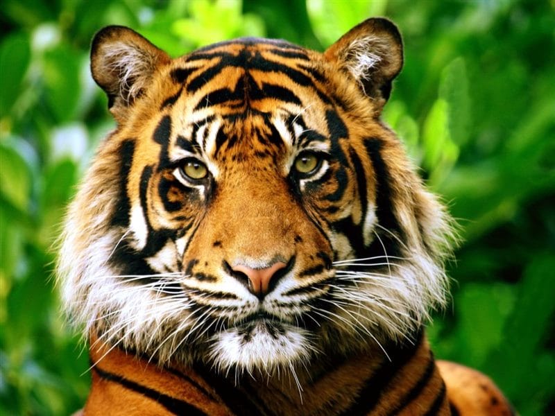 Картинки тигра на аву (100 фото) #76