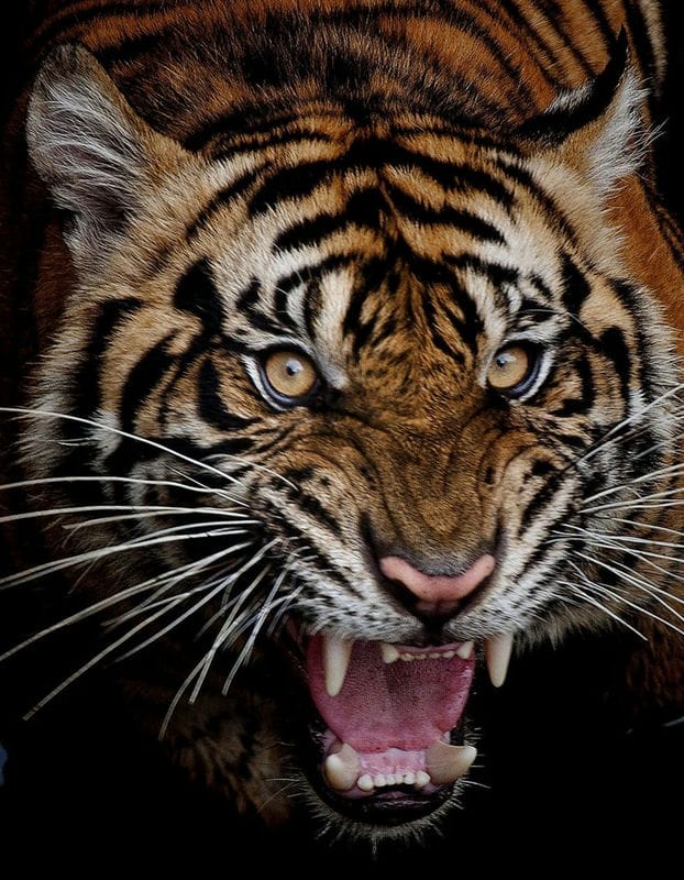 Картинки тигра на аву (100 фото) #50