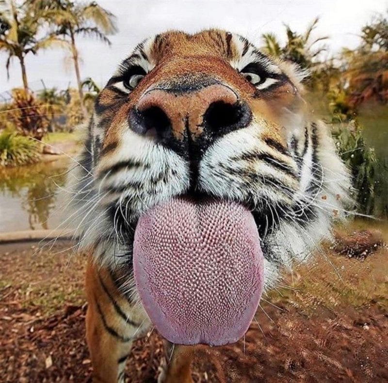 Картинки тигра на аву (100 фото) #74