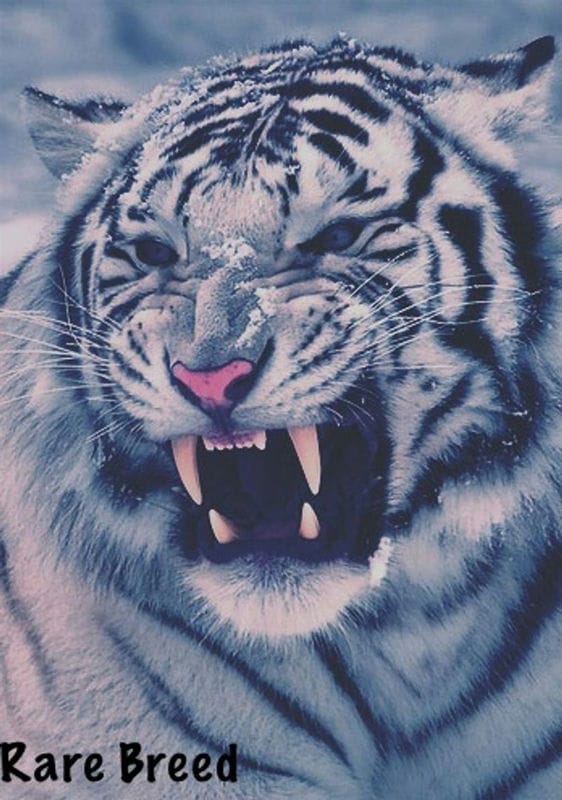 Картинки тигра на аву (100 фото) #79