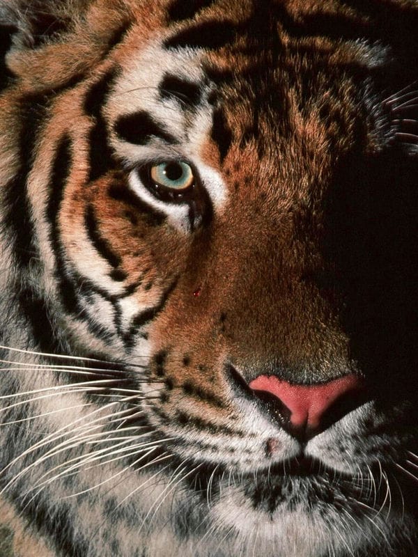Картинки тигра на аву (100 фото) #52