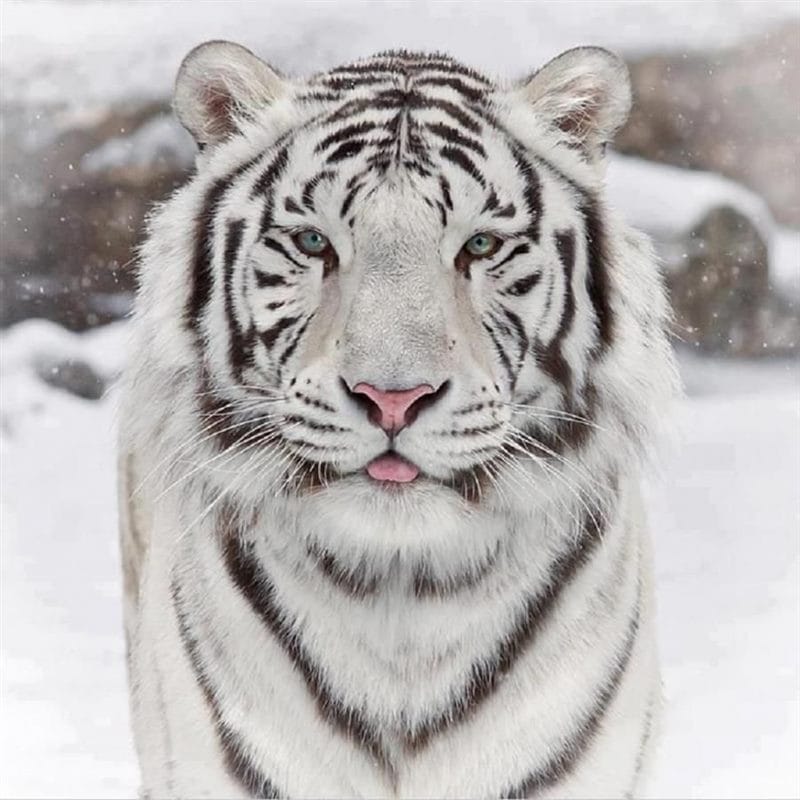 Картинки тигра на аву (100 фото) #98