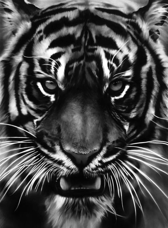 Картинки тигра на аву (100 фото) #64