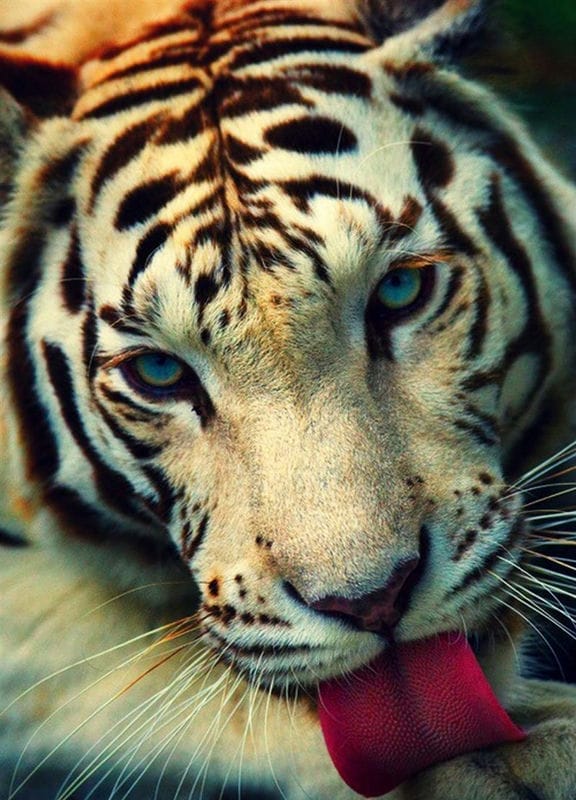 Картинки тигра на аву (100 фото) #61