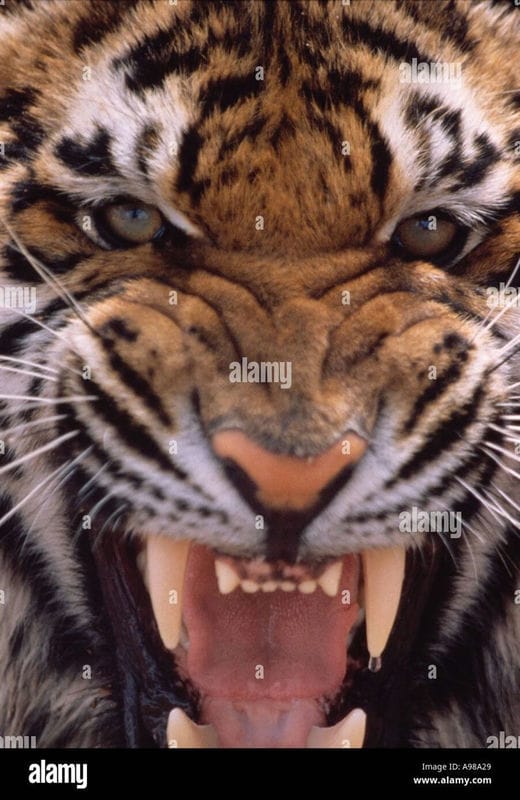 Картинки тигра на аву (100 фото) #78