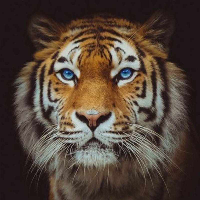 Картинки тигра на аву (100 фото) #99