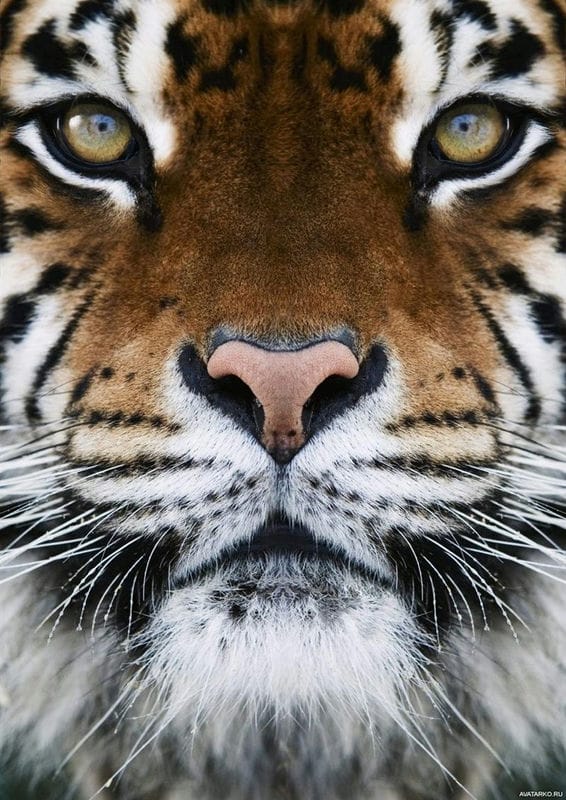 Картинки тигра на аву (100 фото) #65