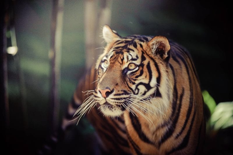 Картинки тигра на аву (100 фото) #96