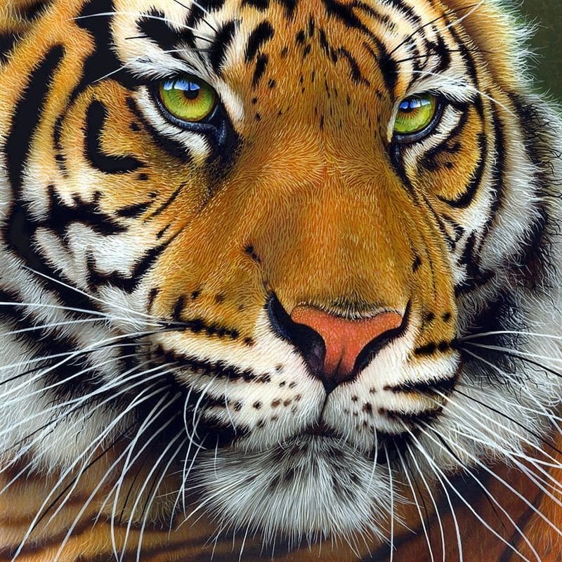 Картинки тигра на аву (100 фото) #59