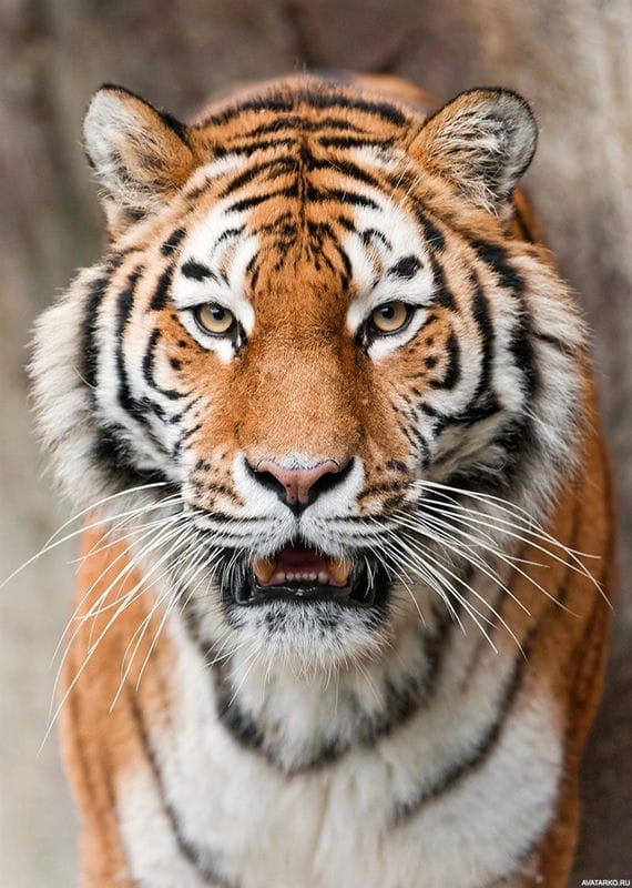 Картинки тигра на аву (100 фото) #68