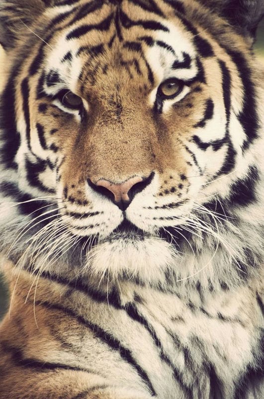 Картинки тигра на аву (100 фото) #81