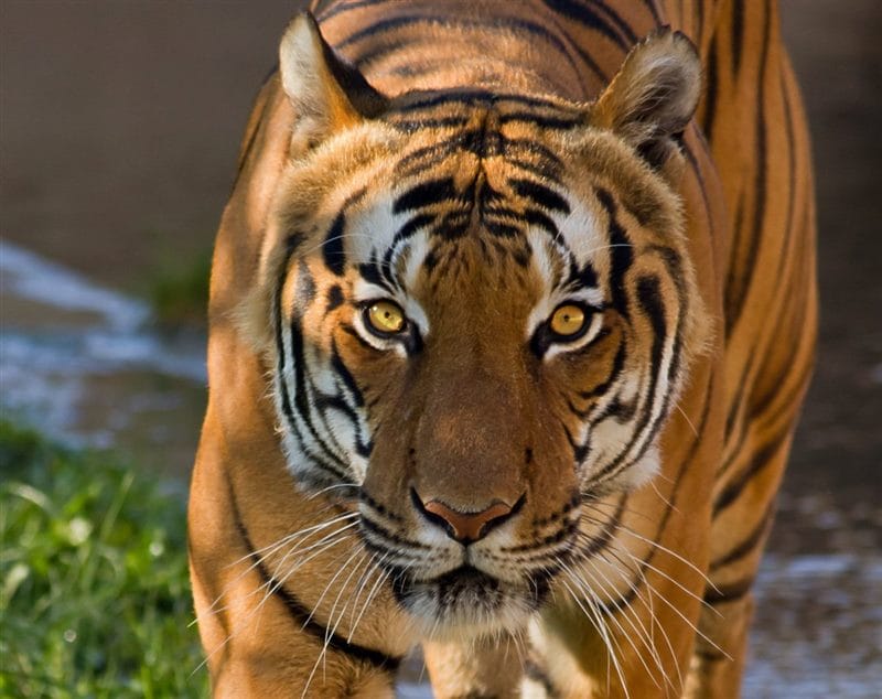 Картинки тигра на аву (100 фото) #84