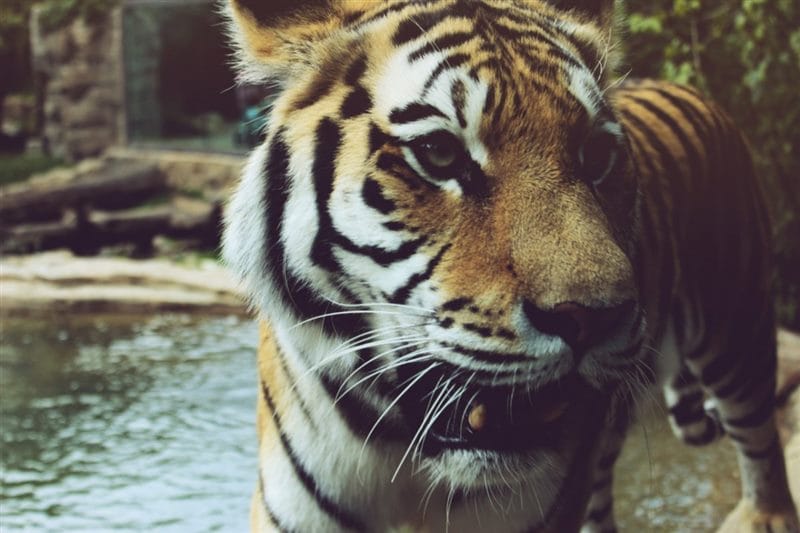 Картинки тигра на аву (100 фото) #94