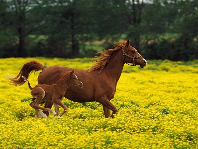 Картинки лошади на аву (100 фото) #54