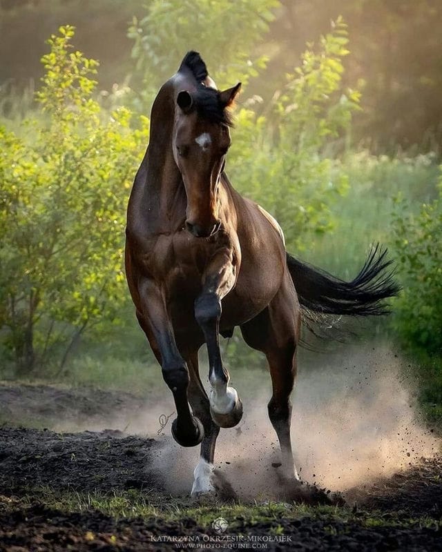 Картинки лошади на аву (100 фото) #66