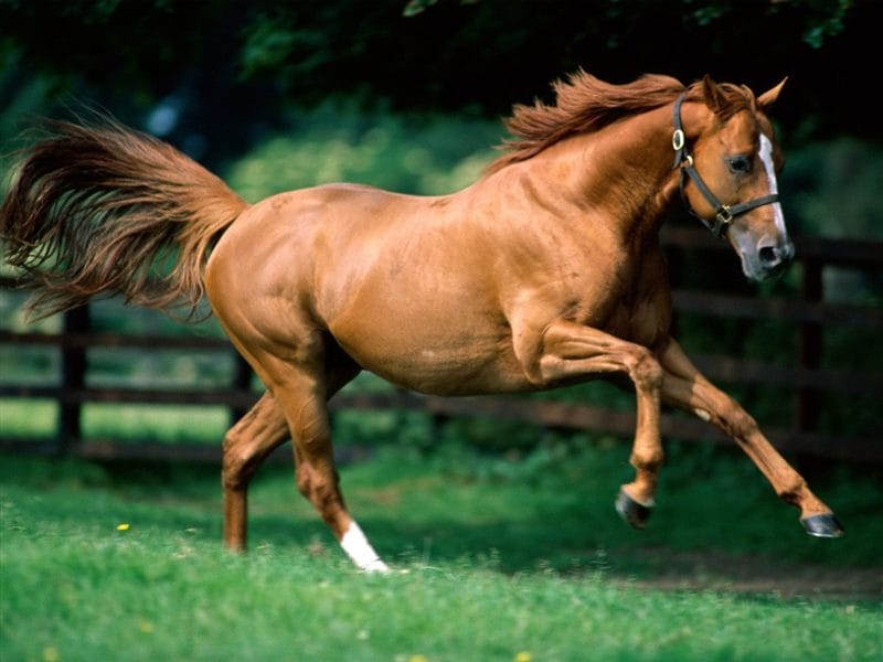 Картинки лошади на аву (100 фото) #78