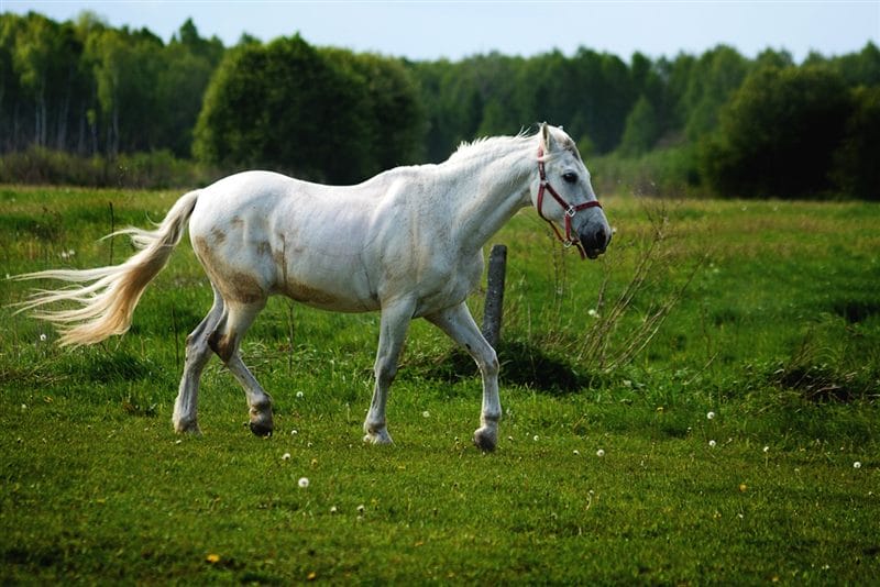 Картинки лошади на аву (100 фото) #57