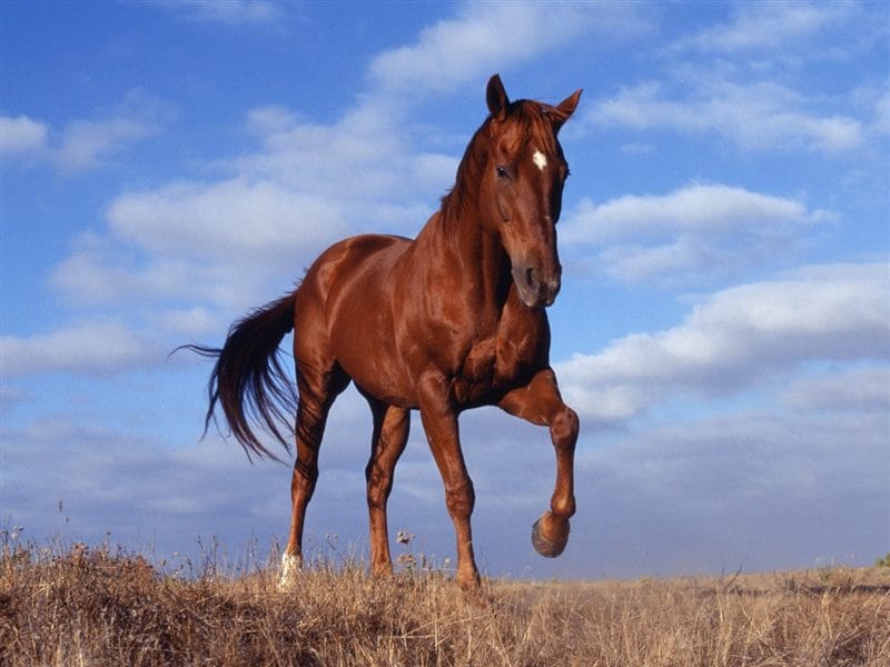Картинки лошади на аву (100 фото) #69
