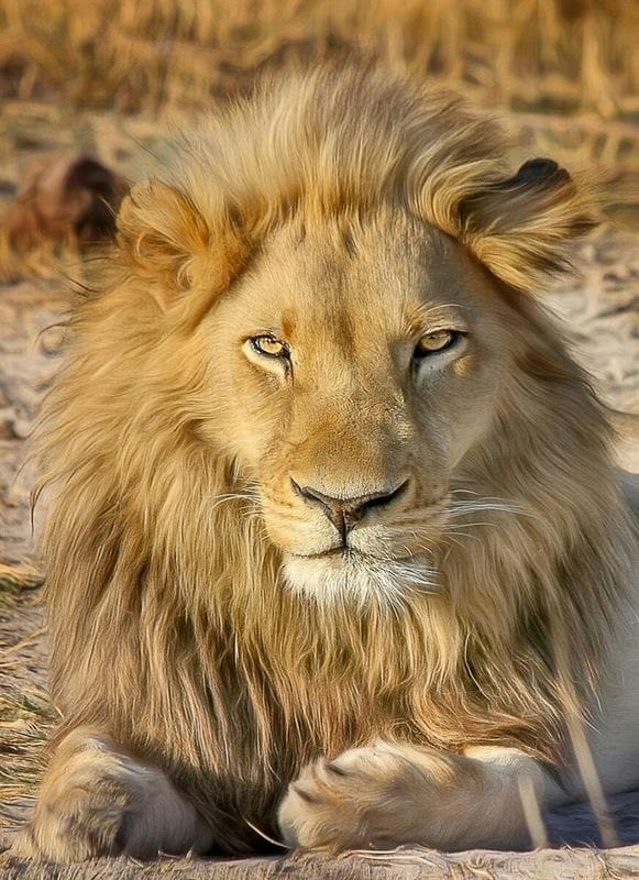 Картинки льва на аву (100 фото) #59