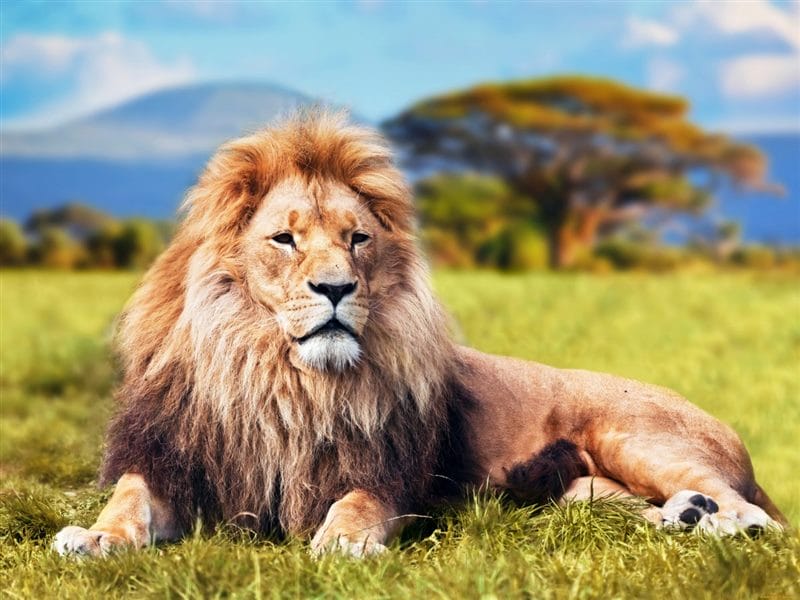 Картинки льва на аву (100 фото) #74
