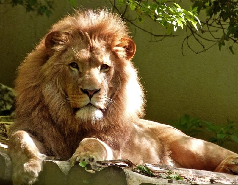 Картинки льва на аву (100 фото) #63