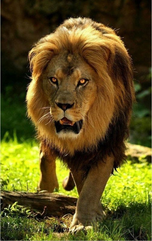 Картинки льва на аву (100 фото) #78