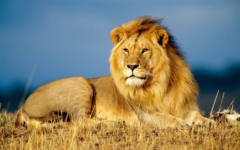Картинки льва на аву (100 фото) #79