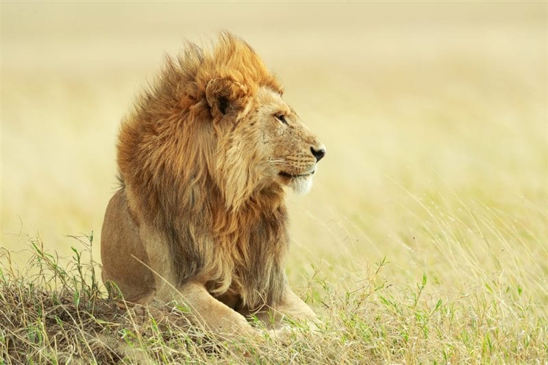 Картинки льва на аву (100 фото) #86
