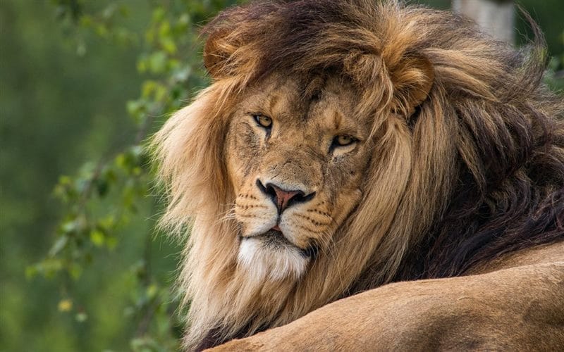 Картинки льва на аву (100 фото) #65