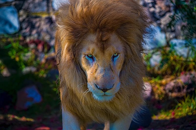 Картинки льва на аву (100 фото) #91
