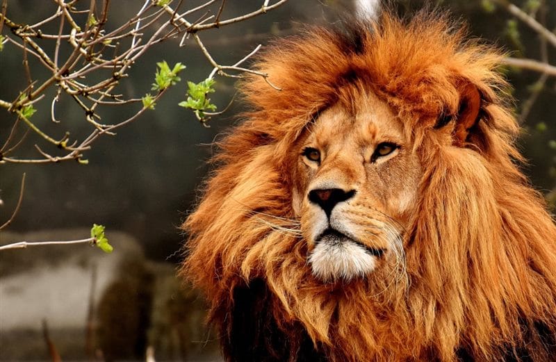 Картинки льва на аву (100 фото) #57