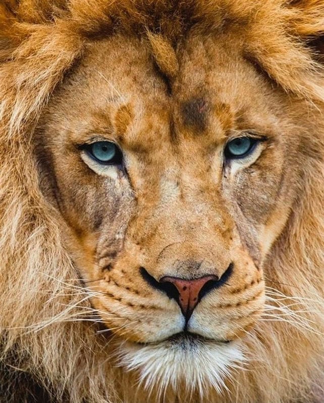 Картинки льва на аву (100 фото) #51