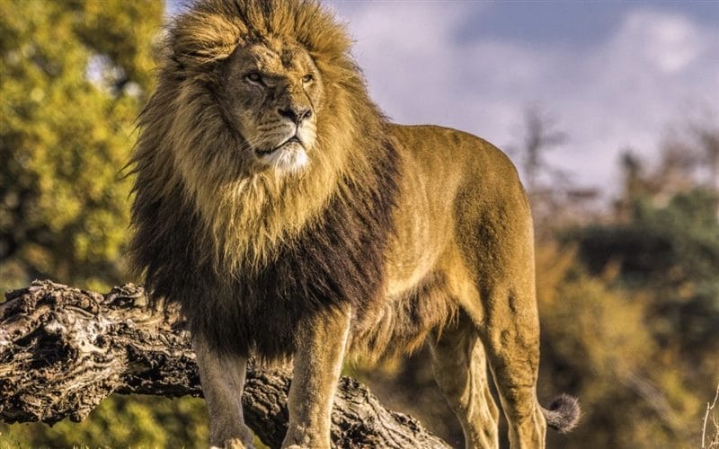 Картинки льва на аву (100 фото) #75