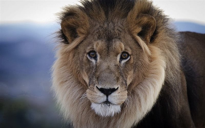 Картинки льва на аву (100 фото) #84