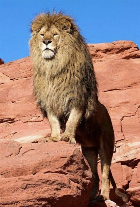 Картинки льва на аву (100 фото) #61
