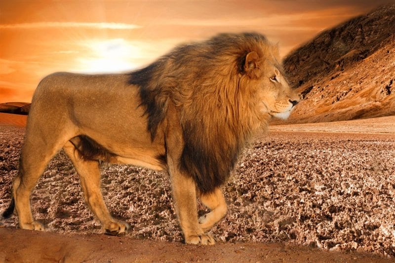 Картинки льва на аву (100 фото) #55