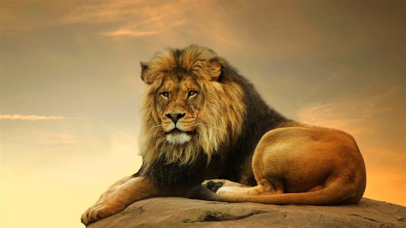 Картинки льва на аву (100 фото) #99