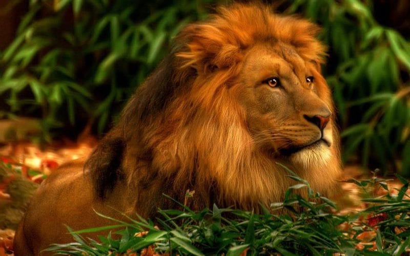 Картинки льва на аву (100 фото) #93