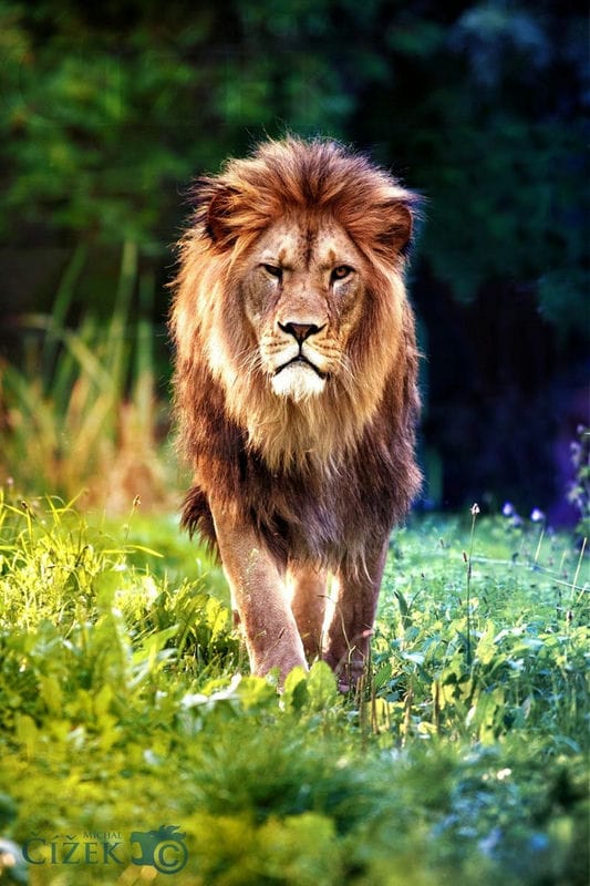 Картинки льва на аву (100 фото) #56