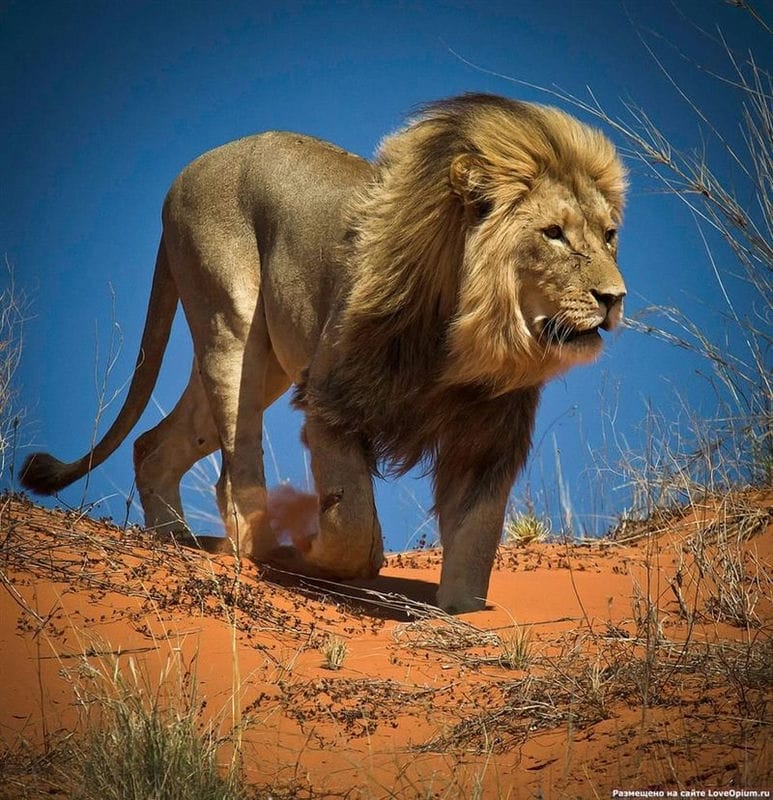 Картинки льва на аву (100 фото) #62