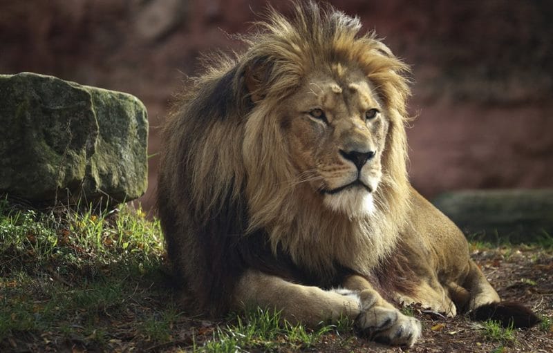 Картинки льва на аву (100 фото) #82