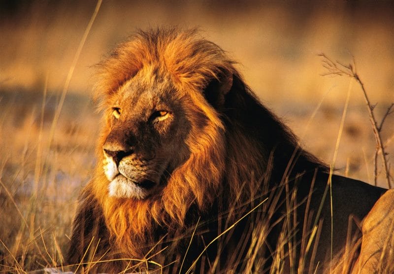 Картинки льва на аву (100 фото) #66