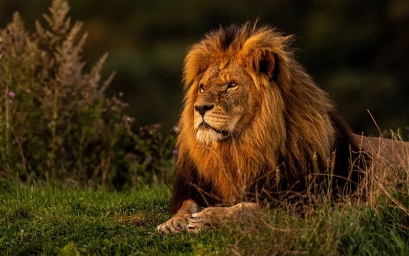 Картинки льва на аву (100 фото) #88