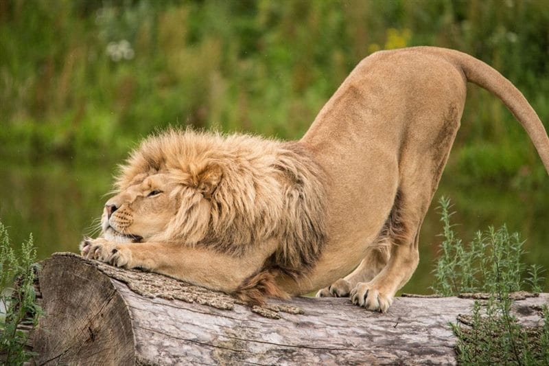 Картинки льва на аву (100 фото) #69