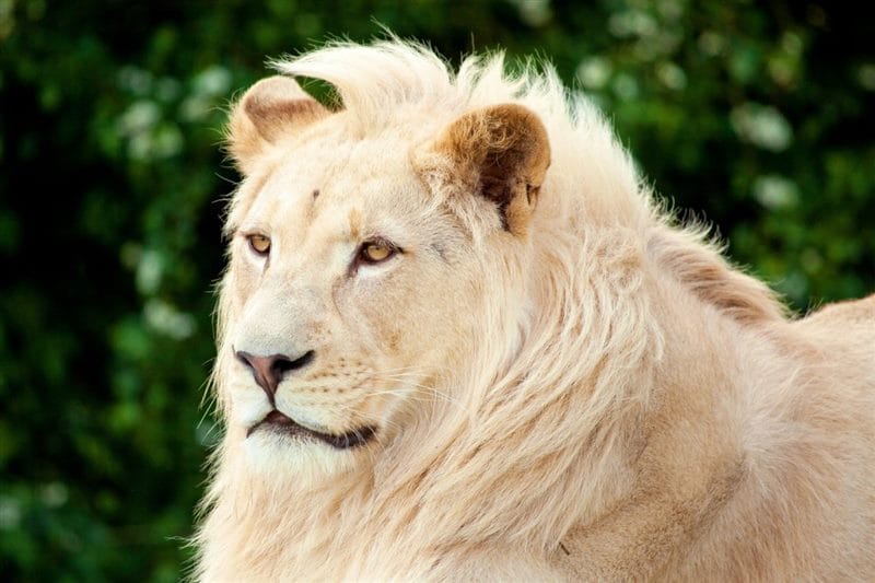 Картинки льва на аву (100 фото) #90